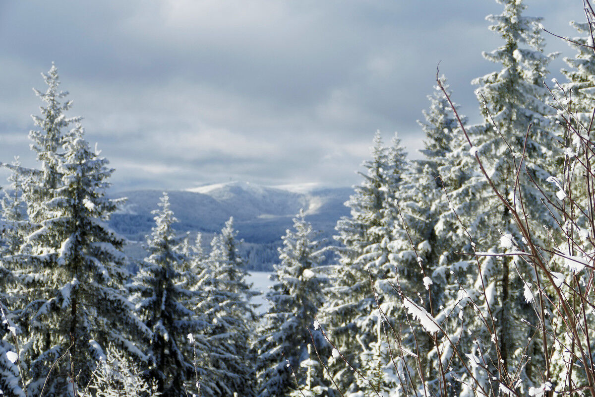 Bei der Balzenwaldhütte: Blick zum Feldberg.