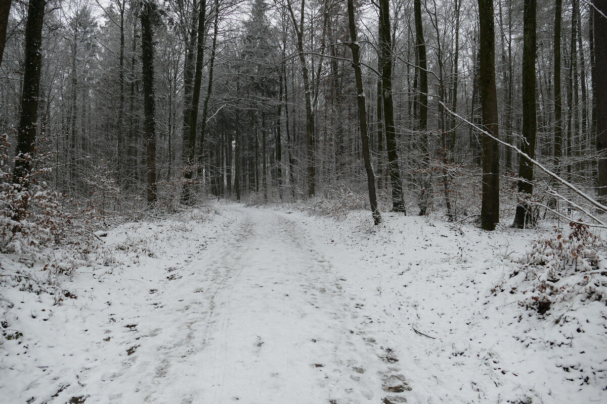 Im Winterwald.