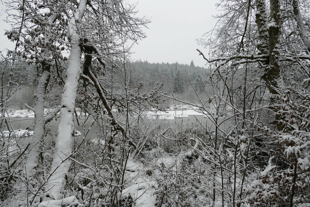 Dingelsdorfer Weiher.