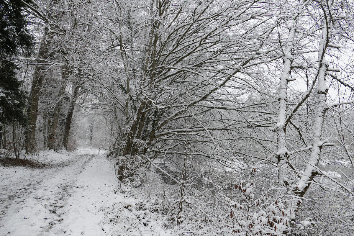 Am Dingelsdorfer Weiher.