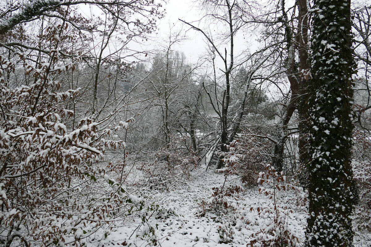 Winterwald.