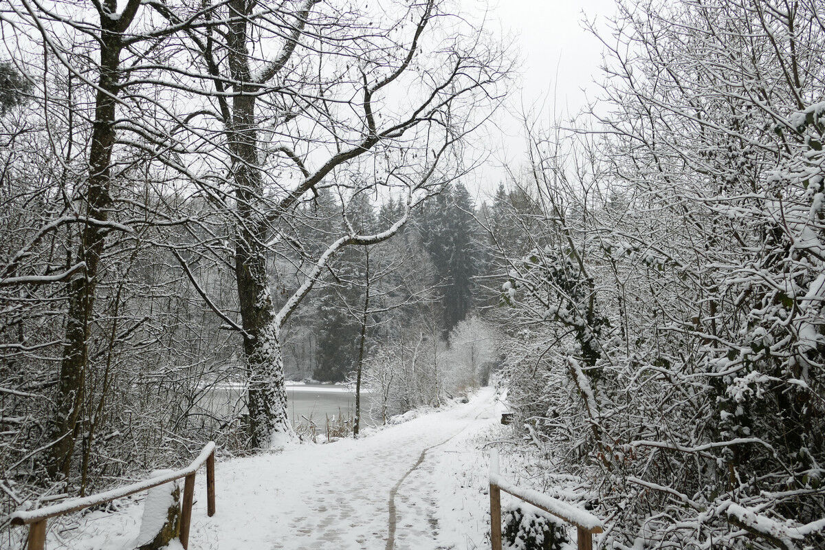 Dingelsdorfer Weiher.