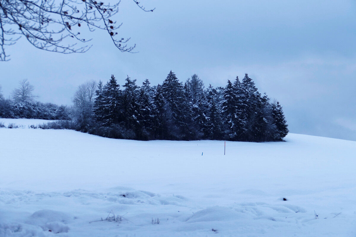 Verschneiter Winterwald.
