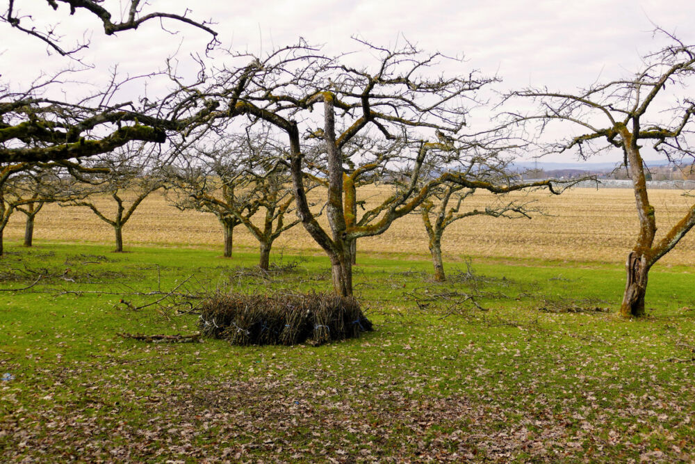 Streuobstwiese bei Riedern.