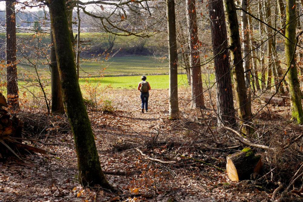Wald- und Wiesenpfad.