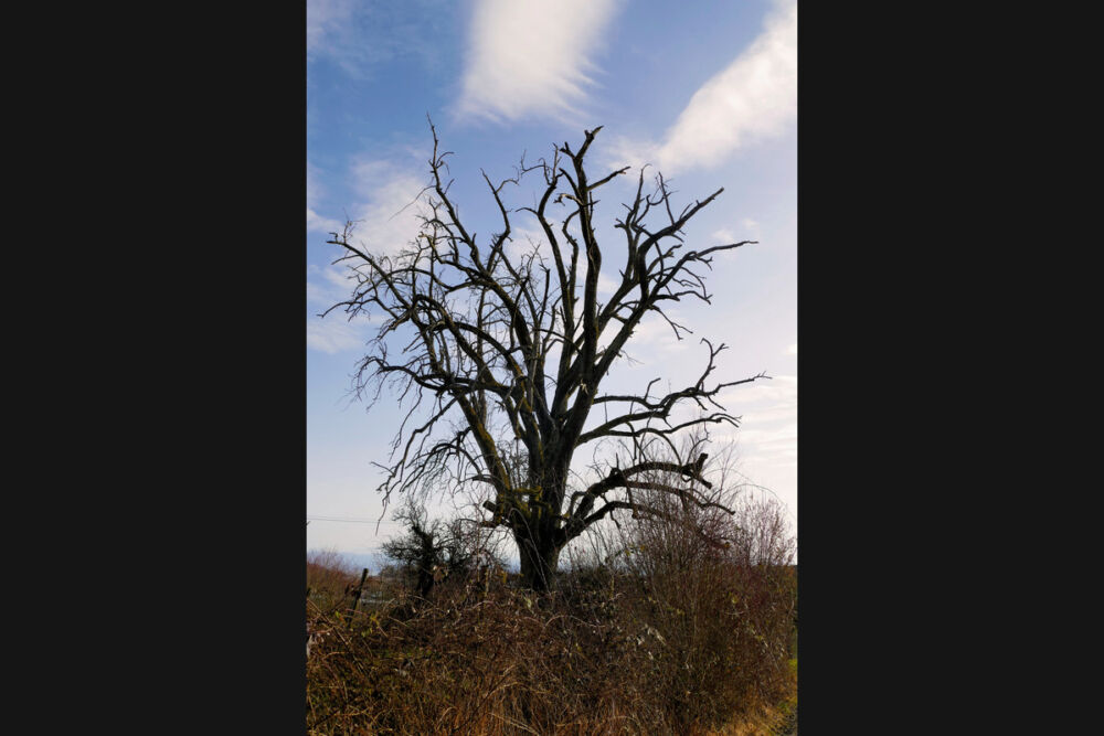 Ein alter Wegbegleiter.