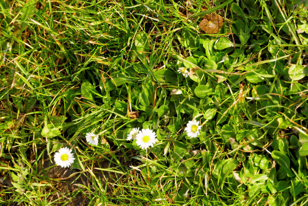 Erste Frühlingsboten.
