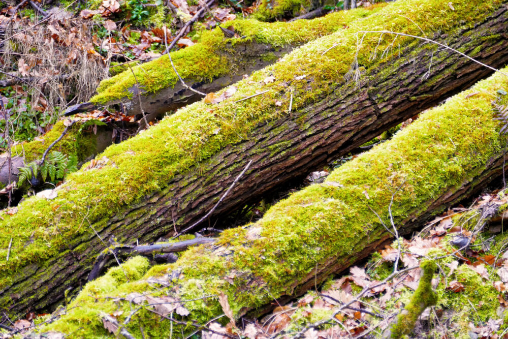 Auf dem schmalen Hangpfad.