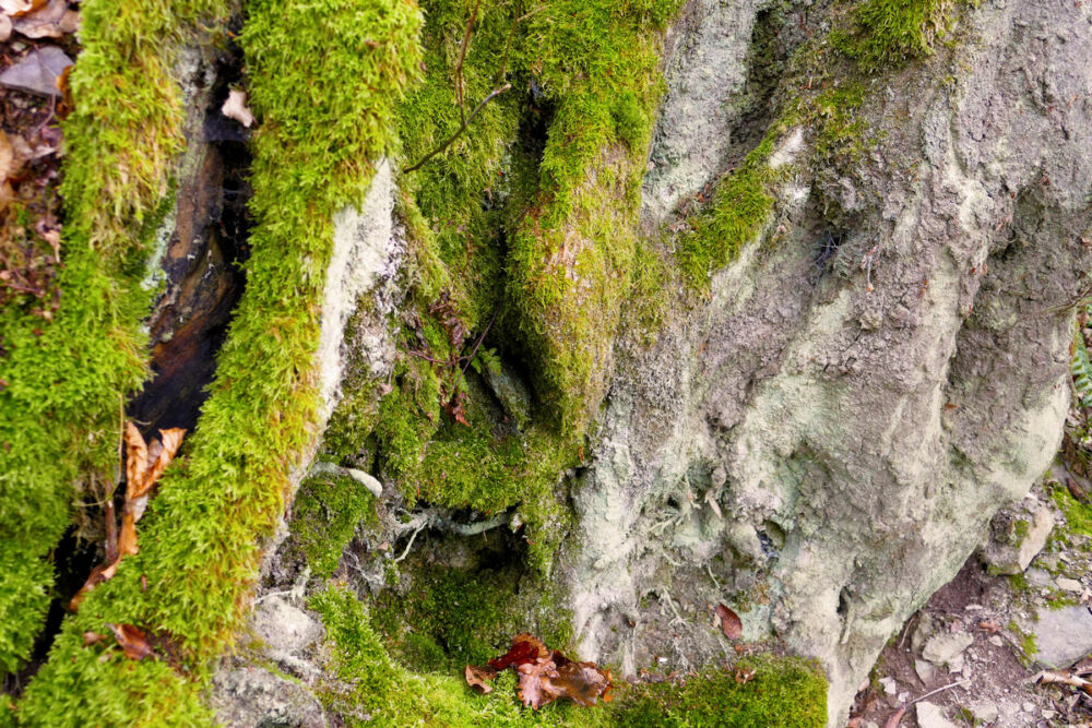 Auf dem schmalen Hangpfad.