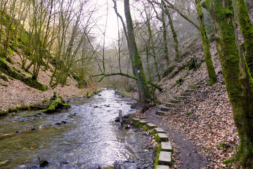 Auf dem Saar-Hunsrück-Steig.