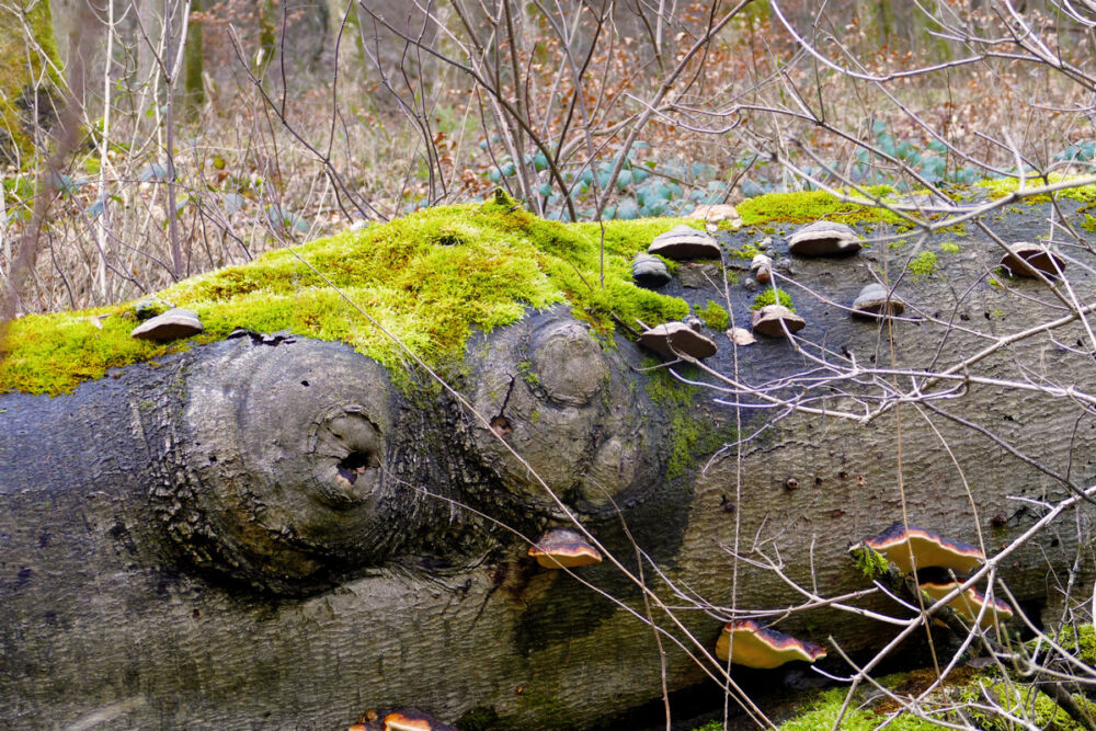 Auf dem Saar-Hunsrück-Steig.