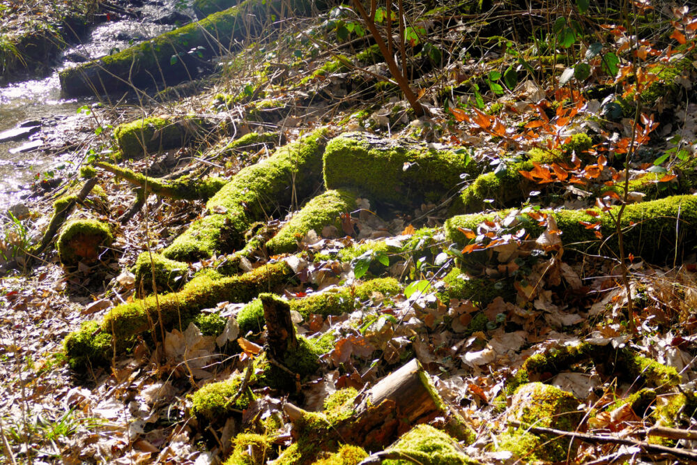 Auf dem Saar-Hunsrück-Steig.
