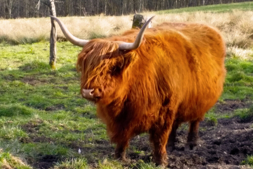 Schottisches Hochlandrind beim Sennhof.