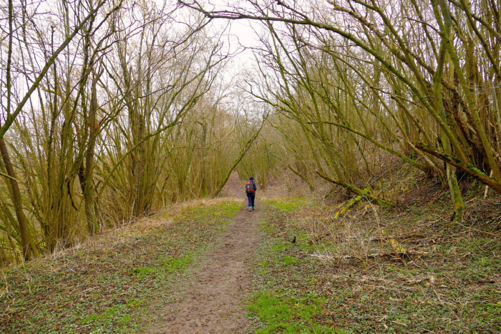 Pfad zum Portal Altstrimmig.