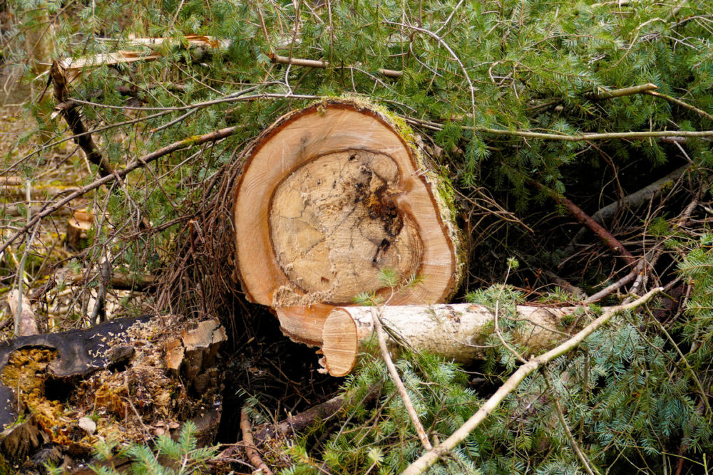 Im Mörsdorfer Bachtal.