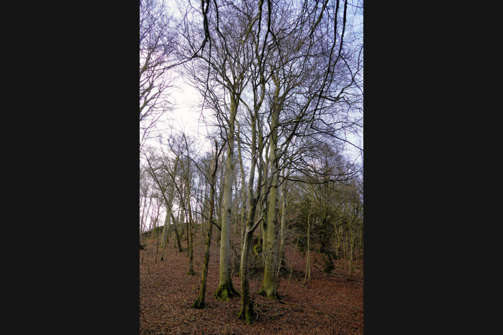 Im Mörsdorfer Bachtal.