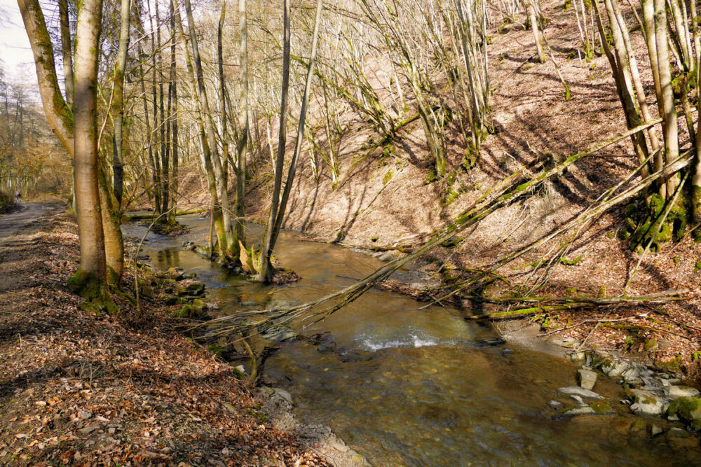 Im Mörsdorfer Bachtal.