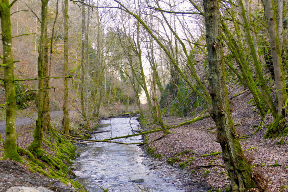 Im Mörsdorfer Bachtal.