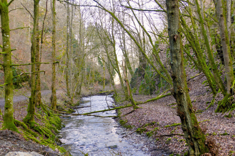 Im Mörsdorfer Bachtal.