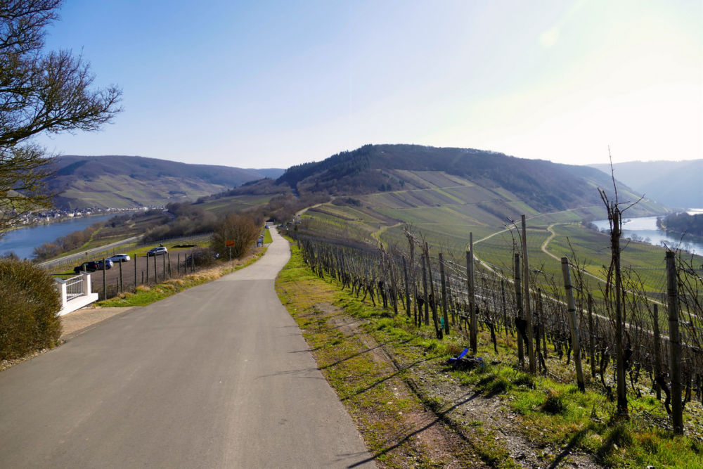 Kurz vor der Marienburg: Blick zurück - auf beiden Seiten die Mosel.