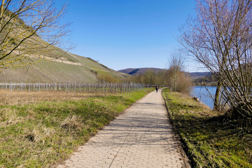 Auf dem Moselweg nach Zell (Mosel).