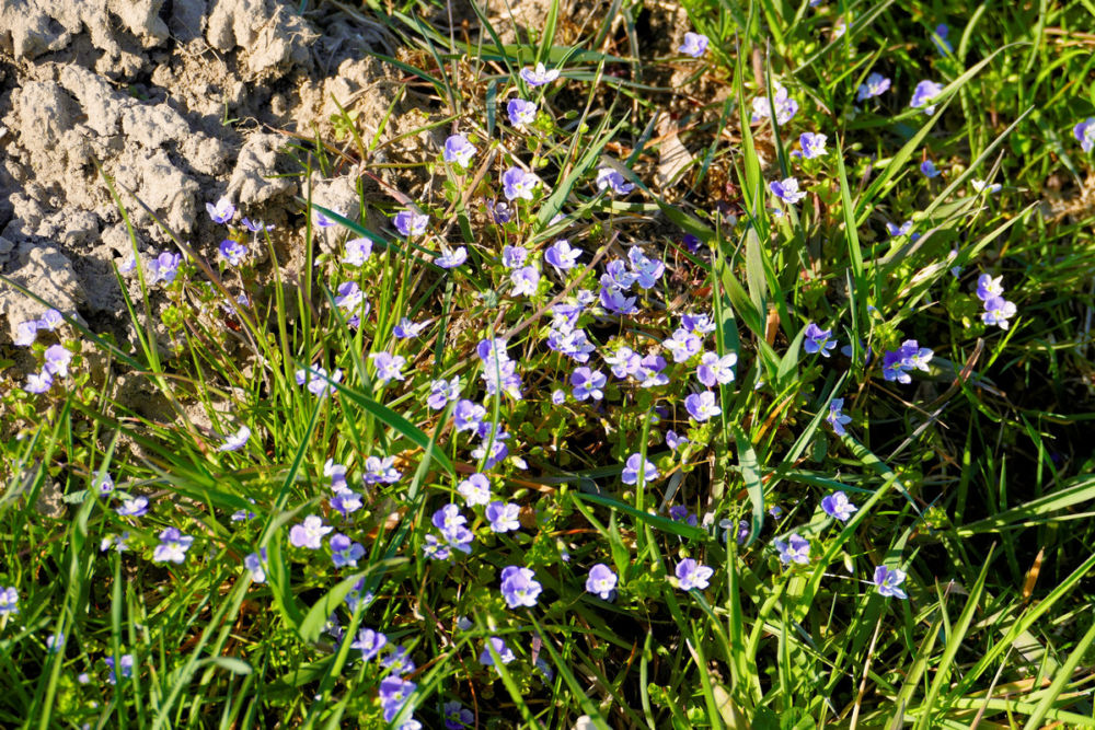 Spazierweg an der Thur entlang.