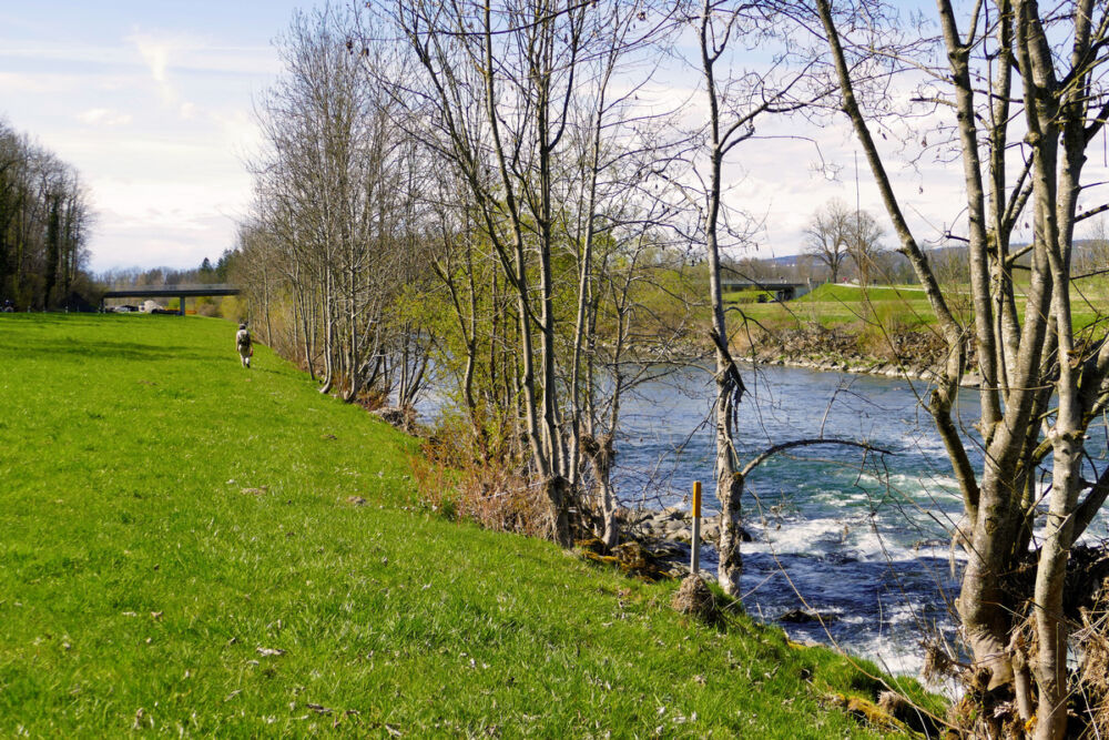 Spazierweg an der Thur entlang.