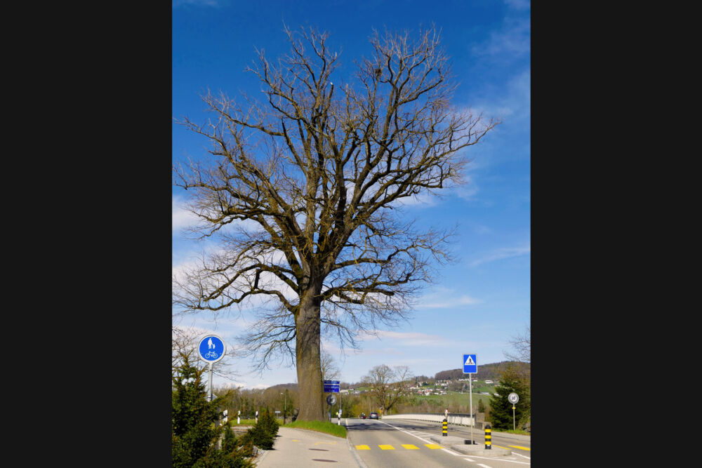 Thurbrücke bei Amlikon.