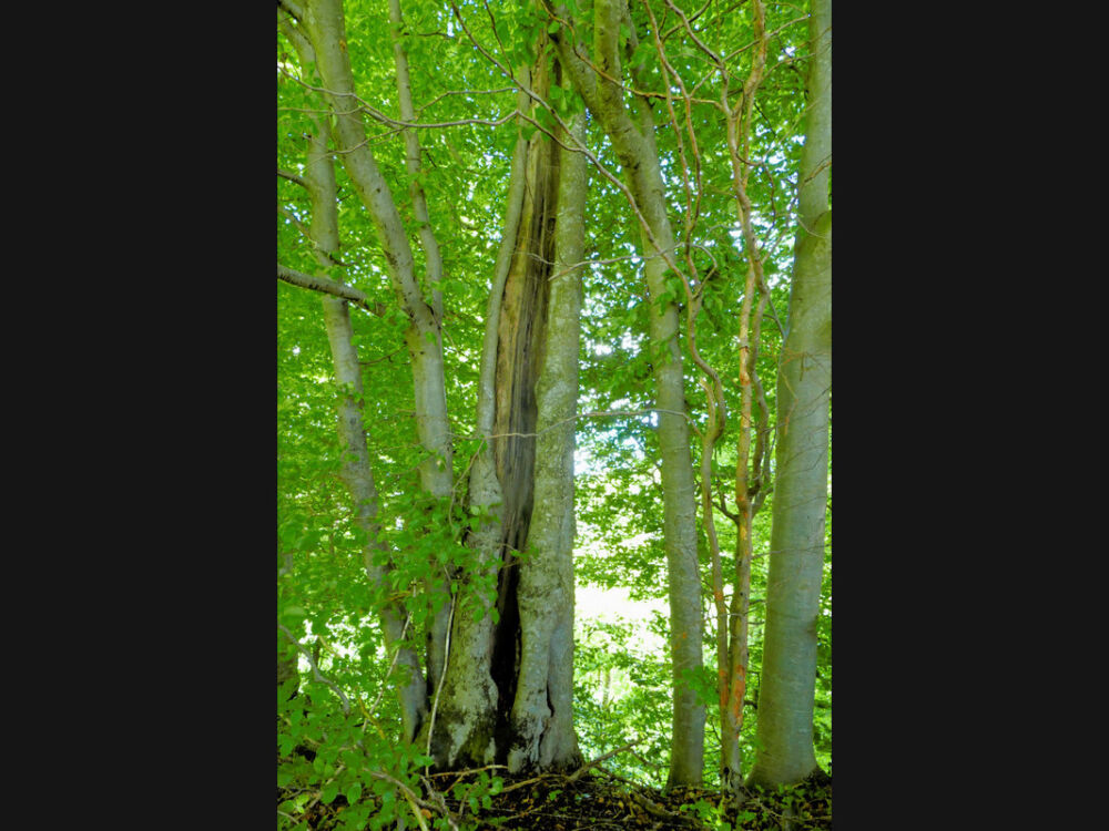 Auf dem Waldpfad nach Schloss Achberg.
