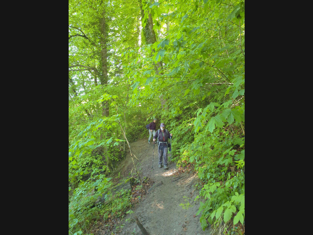 Auf dem Waldpfad nach Schloss Achberg.