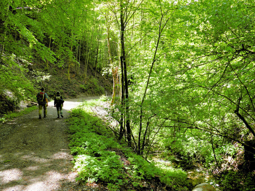 Der Tobel führt hinab zur Argen und zur Hängebrücke.
