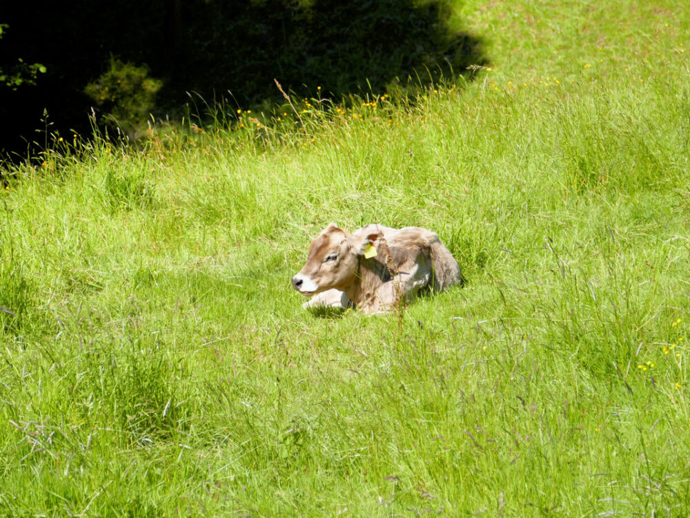Abstieg nach Wartensee.