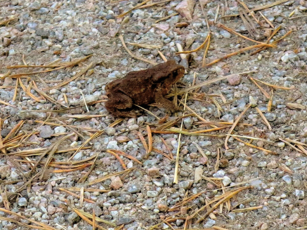 Auf dem Hertsöstigen.