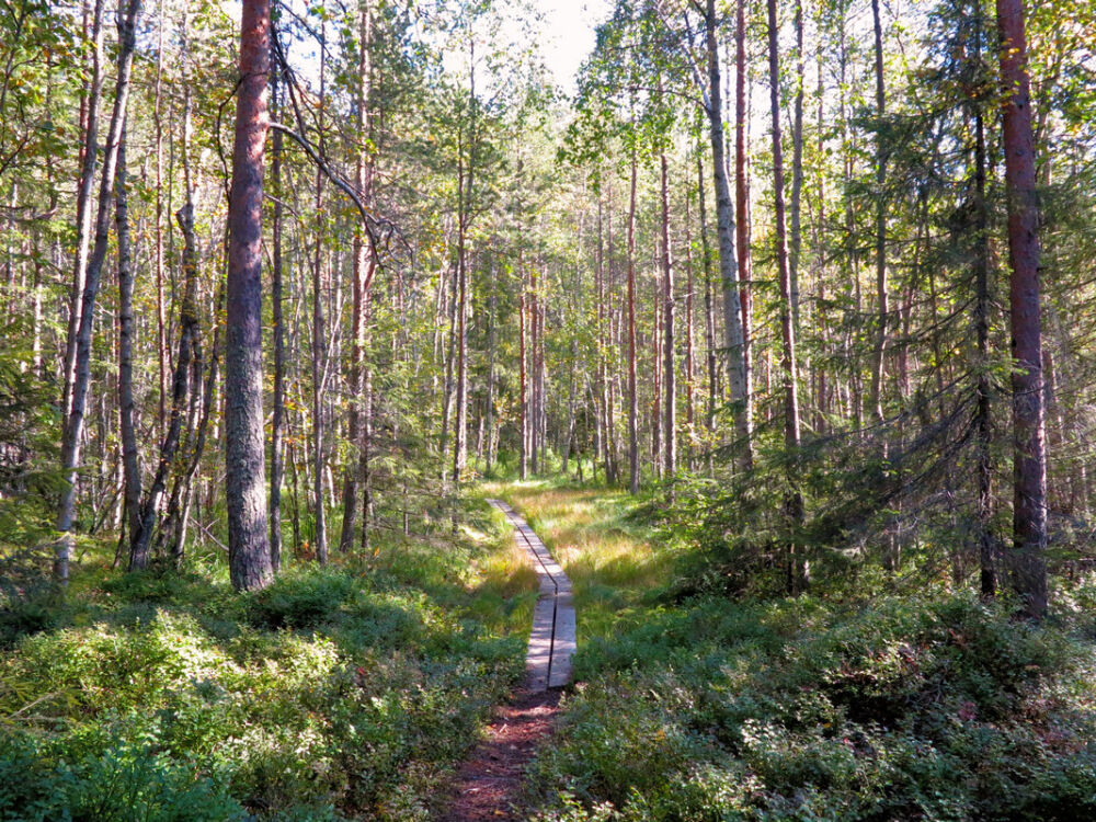 Auf dem Hertsöstigen.