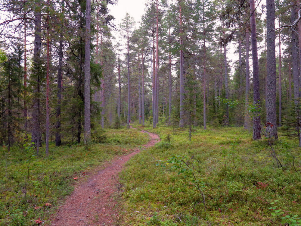 Auf dem Hertsöstigen.