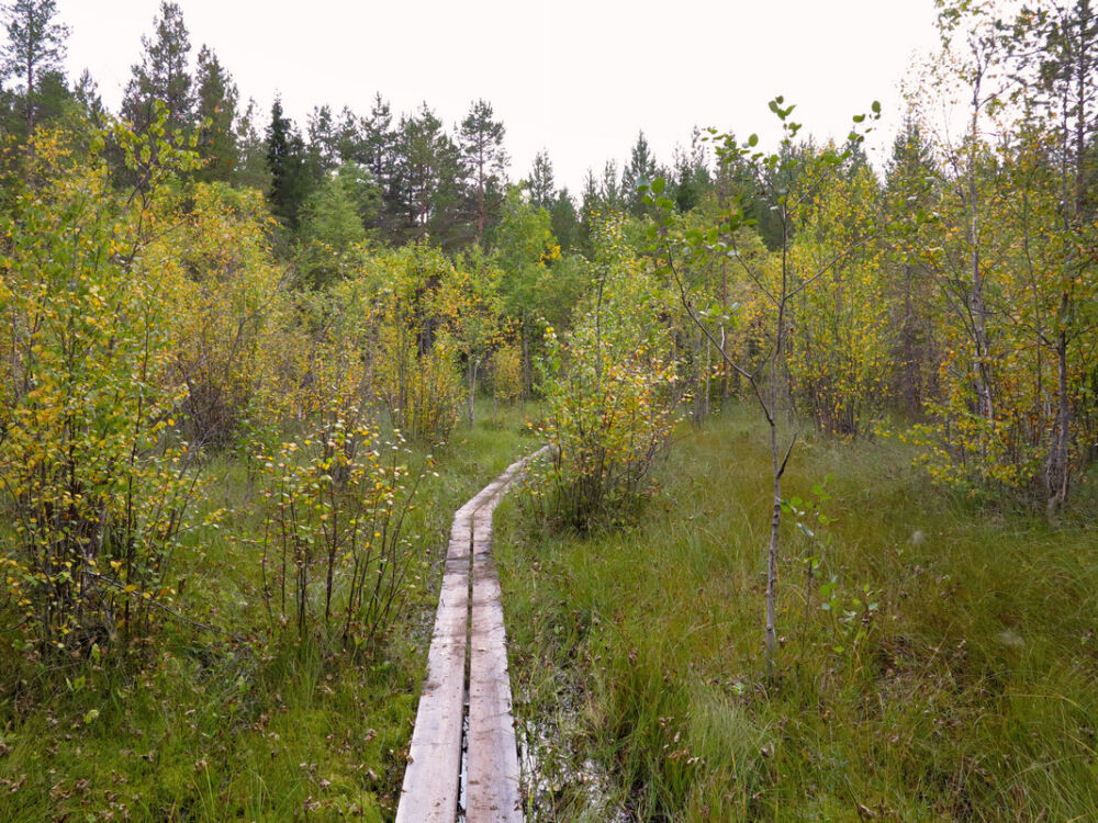 Auf dem Hertsöstigen.