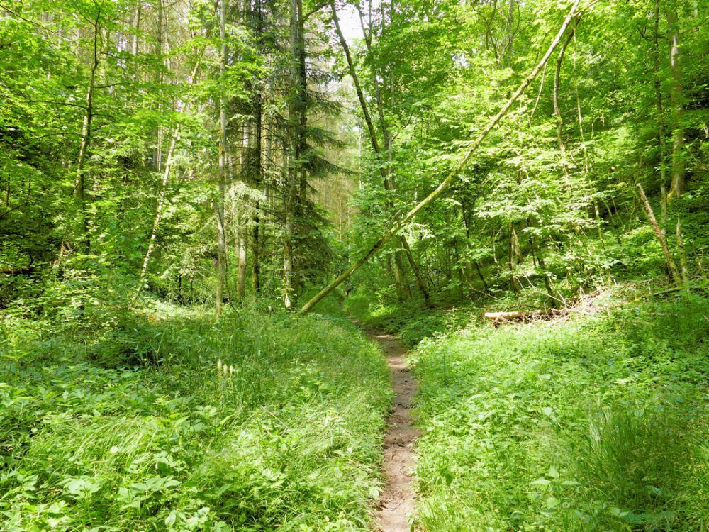 Ein schmaler Pfad führt ins Tal hinab.