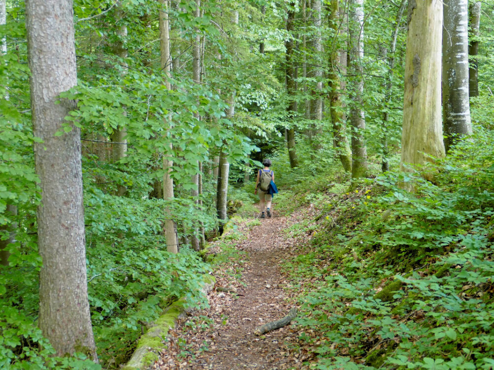 Waldpfad.