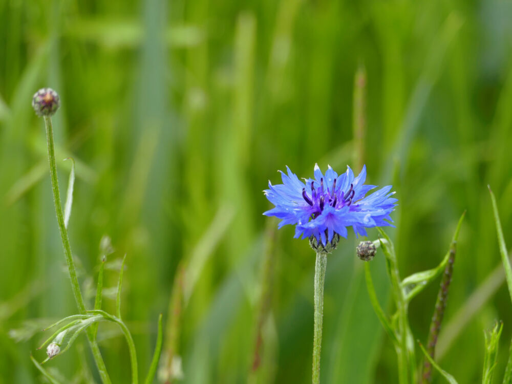 Wir wandern an Blumenwiesen entlang.