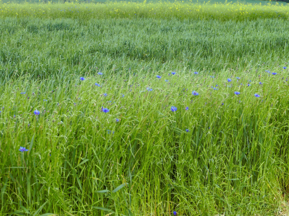 Wir wandern an Blumenwiesen entlang.