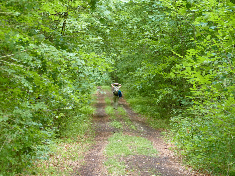 Weg hinunter ins Mühlbachtal.