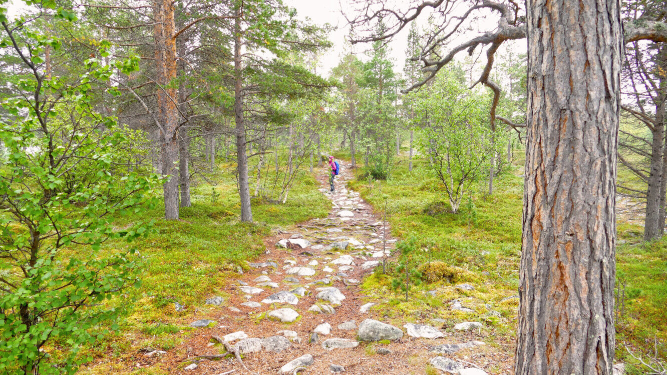 Steiniger Pfad im Kiefernurwald.