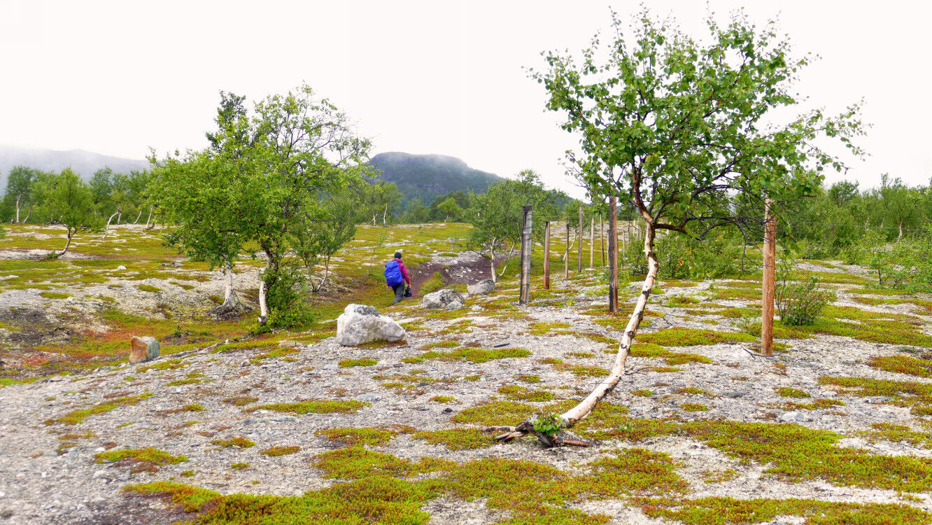 Auf dem Weg zum Stabbursfossen.