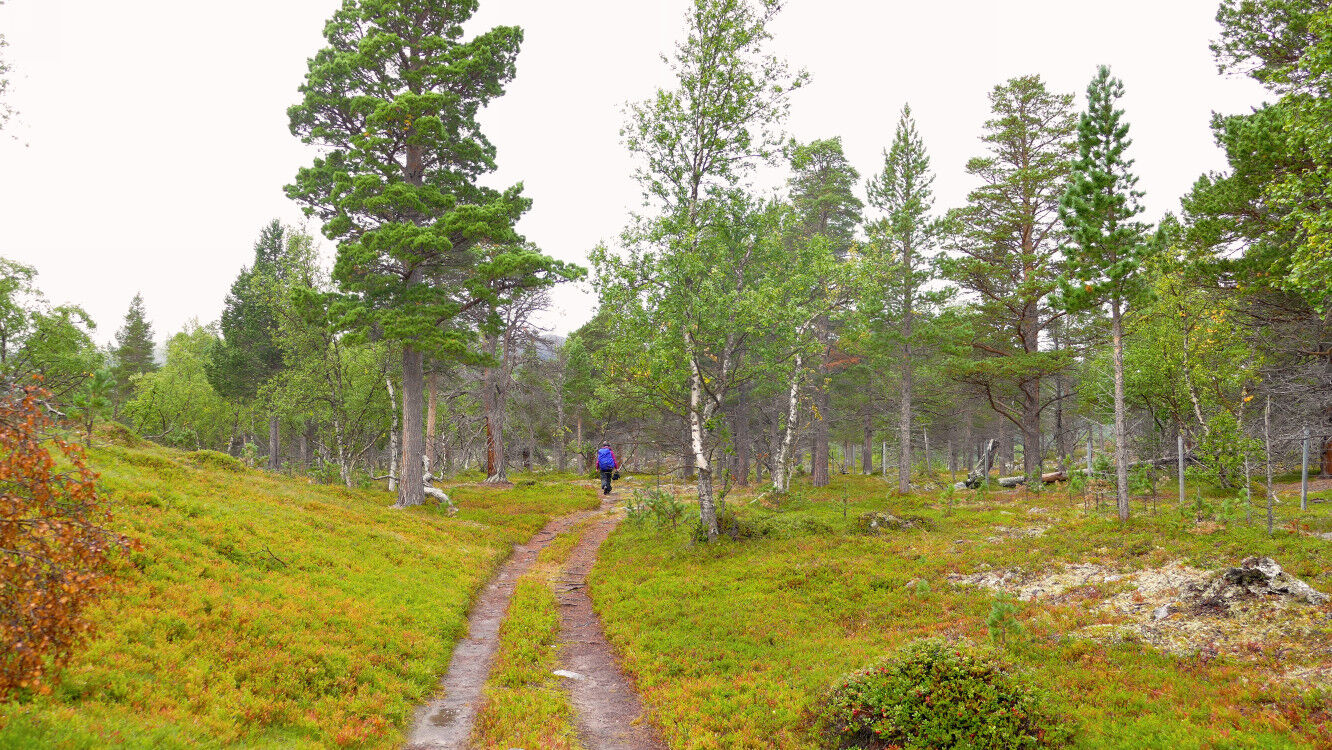 Auf dem Weg zum Stabbursfossen.
