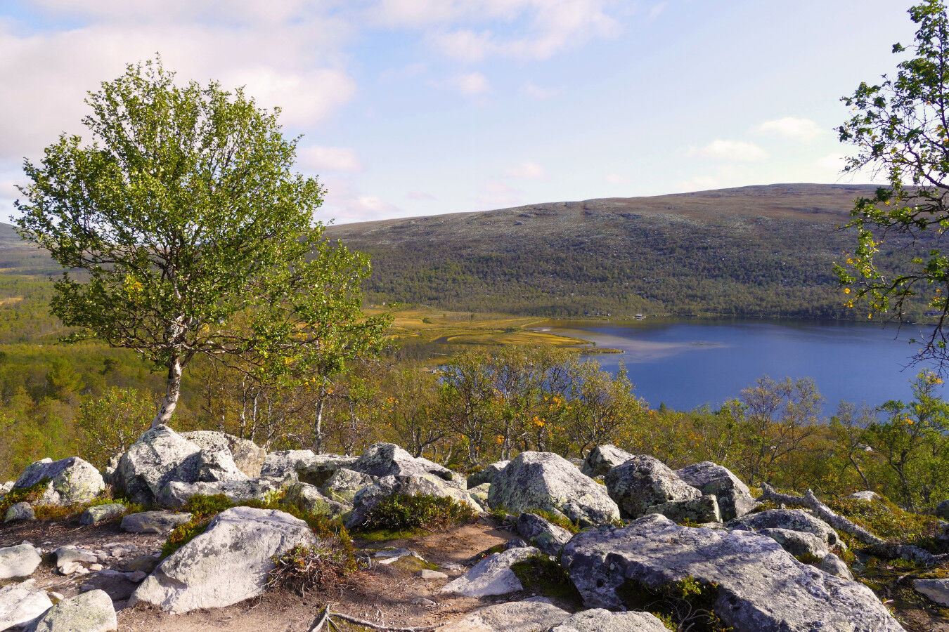 Aufstieg durch lichten Birkenwald.