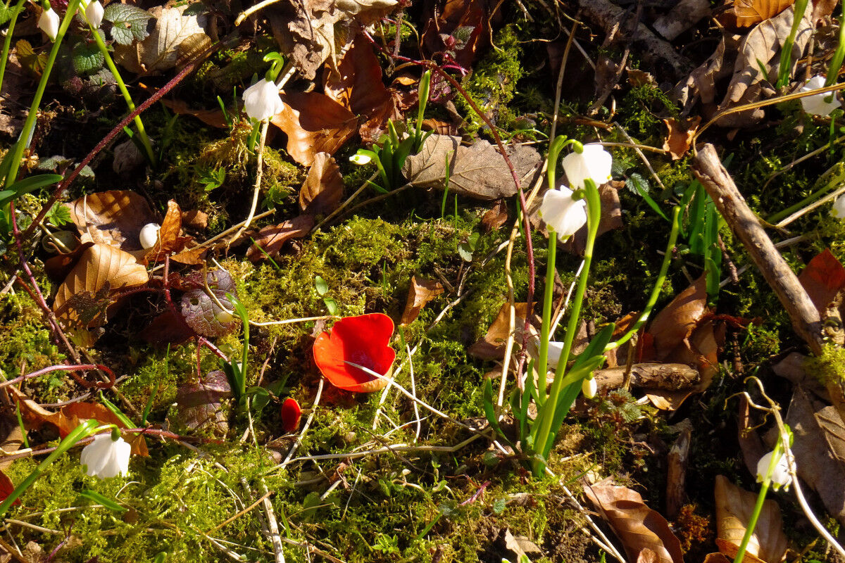 Roter Kelchbecherling und Märzenbecher.