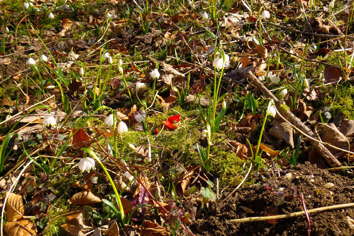 Roter Kelchbecherling und Märzenbecher.