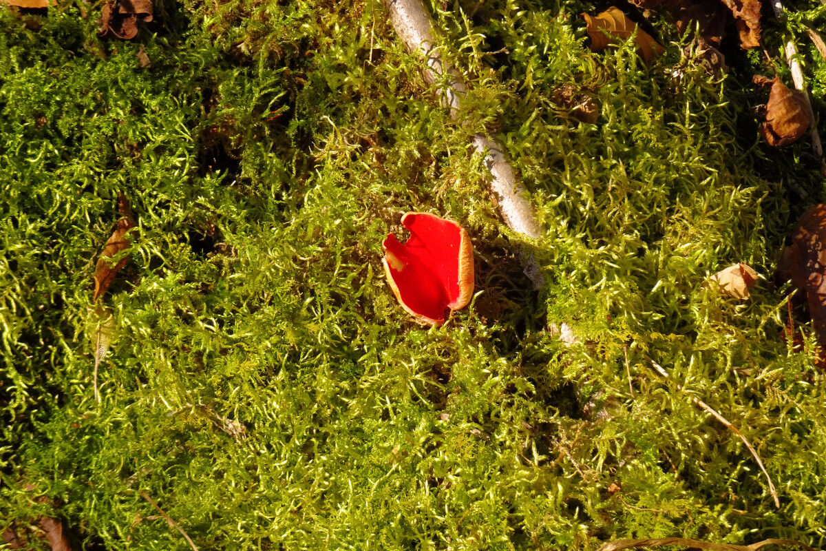 Roter Kelchbecherling.