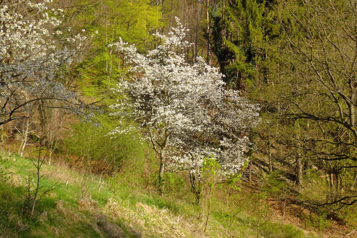 Abstieg nach Sipplingen.