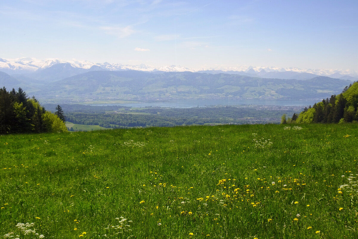 Zürchersee mit Alpenkette dahinter.